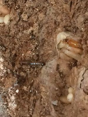 Arizona Termite Specialists