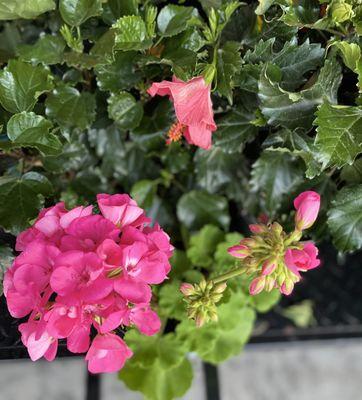 Geraniums an hibiscus.