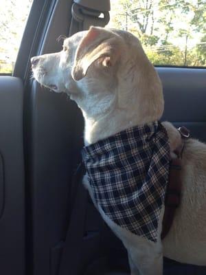 Cooper, post-grooming, headed home with a new bandana!