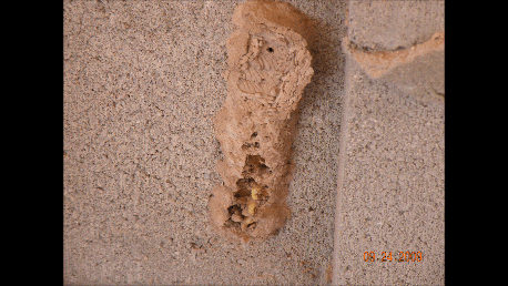 Mud Dobber nest. Black wasp looking creatures lay their eggs in a mud nest usually found near spider webs, spiders are their primary food.