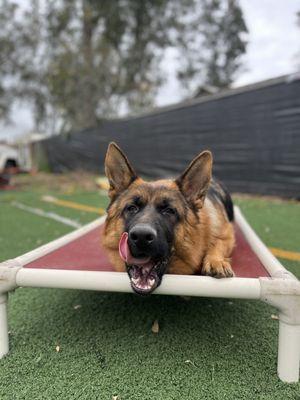 Mando working on impulse control and duration during his 'climb' command