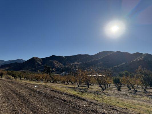 Overlooking the peach and pear trees