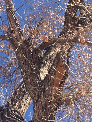 Porcupine in a tree