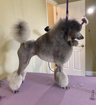 Show poodle trim