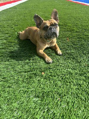 Frenchie on the turf!!