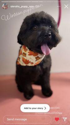 A freshly groomed black poodle mix dog