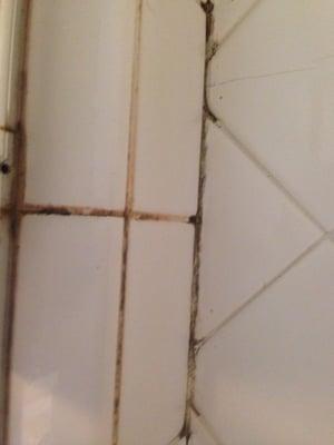 Black mold In  mater shower