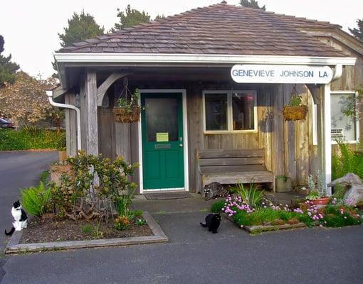 Here is the clinic with some local wildlife (cats and raccoon).