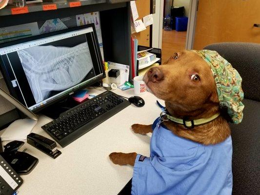 Dogtor Jack looking at radiographs.