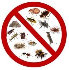 McDonald Pest Control will treat your pest issue today!