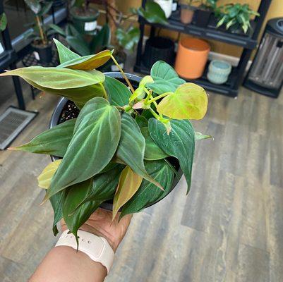 Philodendron Micans