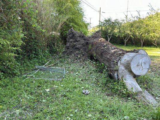 The uncovered fallen tree