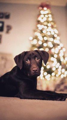 Lake Country Labrador Retrievers