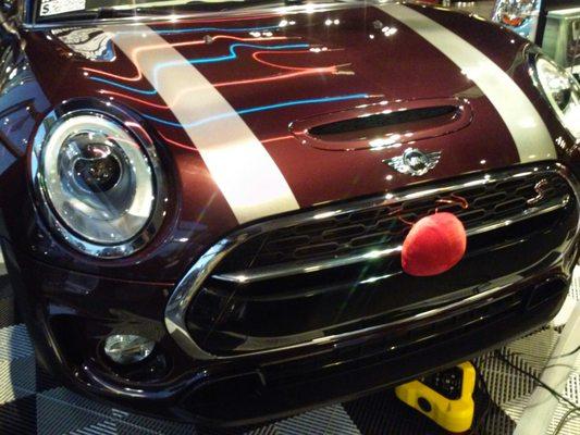 Mini with a Red Rudolf nose