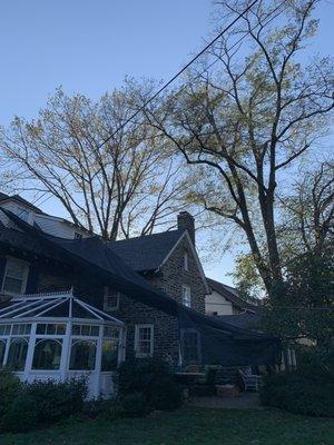 Tree threatening house removed safely by Savatree.