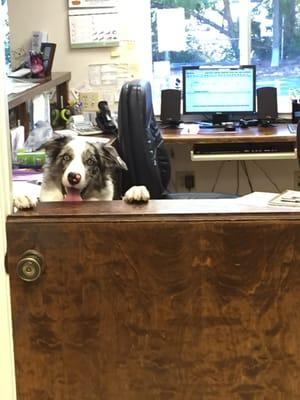 Kai the border collie helping out in the office!