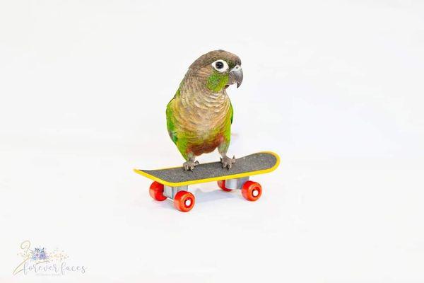 Marley learning to skateboard