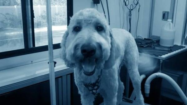 Sobe, a handsome Goldendoodle after his spa experience.