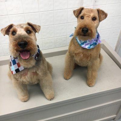 Cracker and Charley after a day at the Animal House sporting that perfect cut!