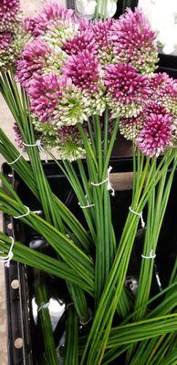 Allium