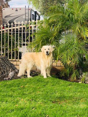 Maui after his grooming at paws and tails pet grooming