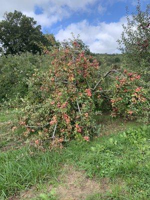 Apple Tree