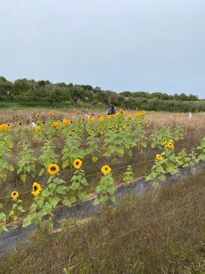 Sunflowers