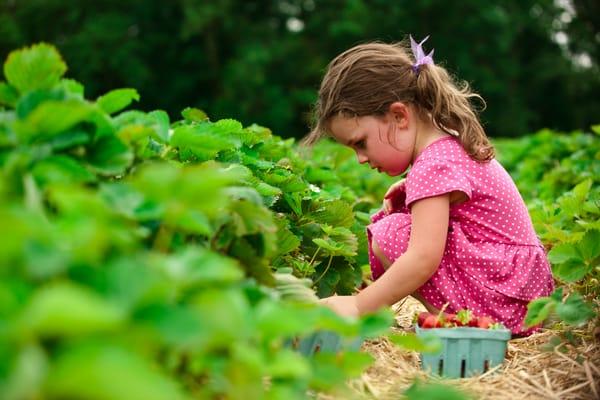 Pick-your-own strawberries at Weaver's Orchard in late May through mid/late June!