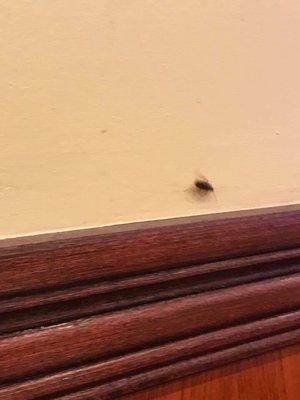 Roach on the wall in dining area next to table.