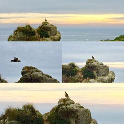 A hawk perched on top of a rock