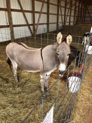 Lizzie the donkey has been at Honey Haven for 20 years!