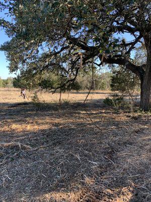 Cleared under a live oak tree.