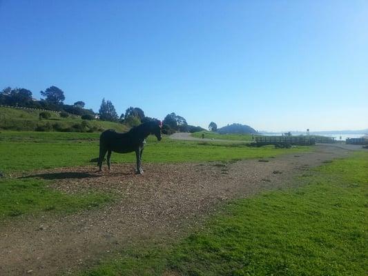 Nearby Blackie's Pasture in Tiburon, CA.