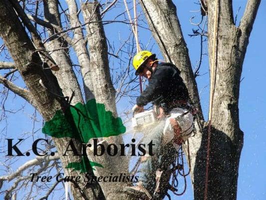 Tree Climbers