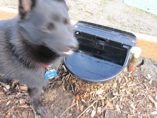 An automatic dog waterer!  A dream come true!  Thatcher Dog Park, Forest Grove, OR.