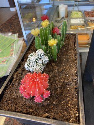 Beautiful cacti