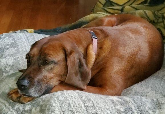 Maya hanging out with us in the livingroom. She loves her bed!