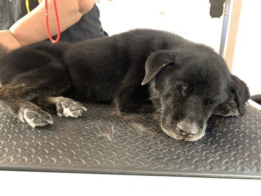 Asleep on the grooming table