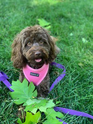 Christy's Pampered Pet Spa