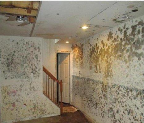 This vacant summer condo developed a severe mold infestation because the owners did not set the A/C to about 80 degrees to co...