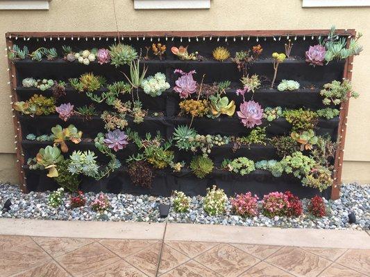 Succulent wall garden on zero lot line