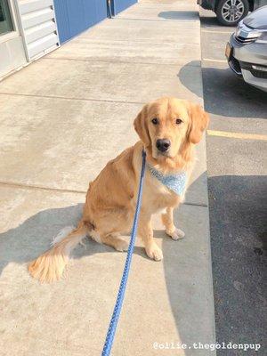 After Groomingdales! Just look at those paws! They even give you a free bandana :)