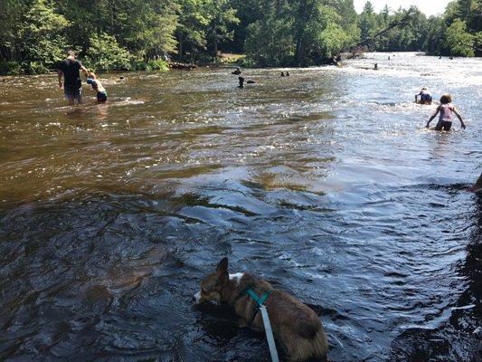 My dog & people swimming upstream @ Tahquamenon Lower Falls