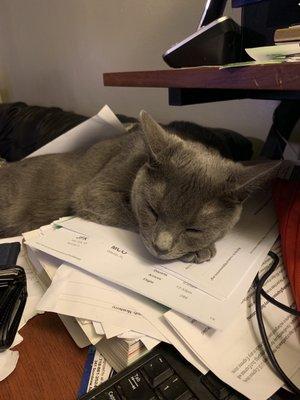 Blu trying to help with paper work.