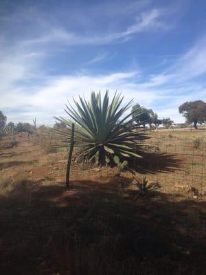 Maguey plant in Jalisco