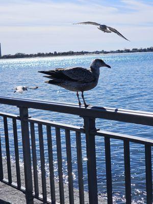 Seagulls from right off the parking lot on the Kohl's side