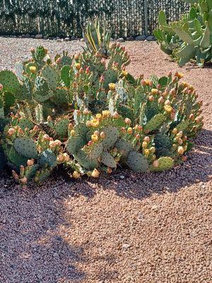 Our prickly pear cactus in bloom.