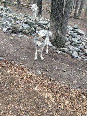 Hike to a wolf preserve