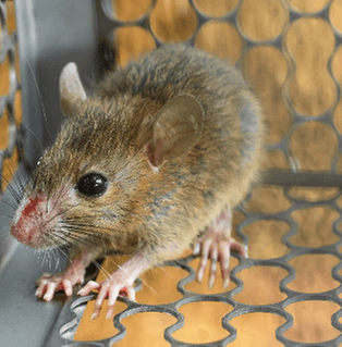 If you have rodents infesting your home or commercial property, contact us today! We guarantee our work!