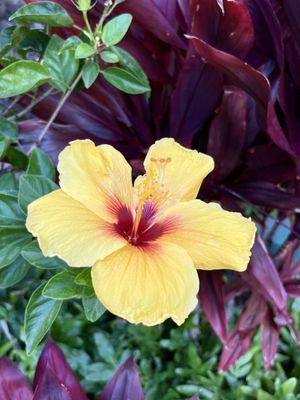 Flowers at Lagoon Pool